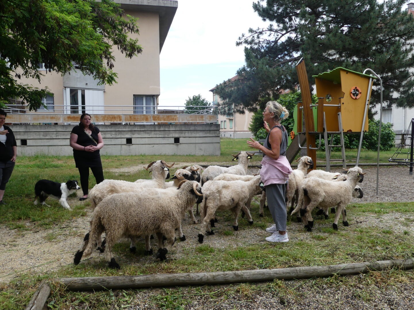 Action RSE empreinte carbone - des moutons sur la résidence Cité Ouest de Portes-lès-Valence