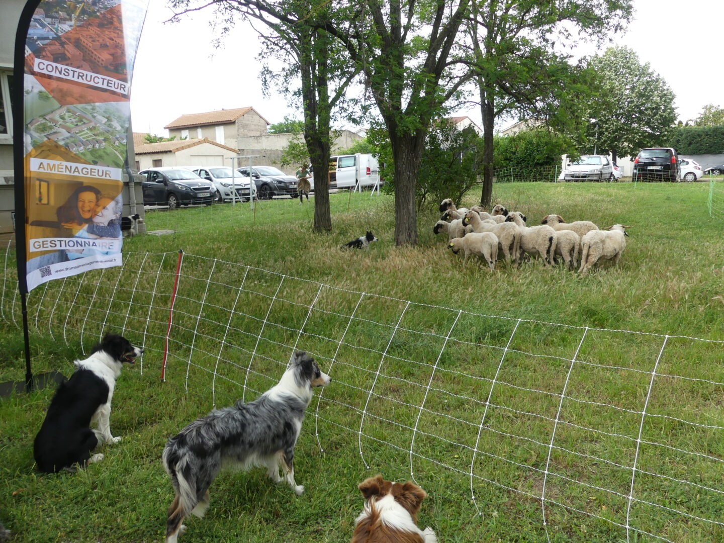 Action RSE empreinte carbone - des moutons sur la résidence Cité Ouest de Portes-lès-Valence